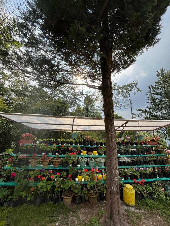Ifseen Villa Pelling Exterior photo